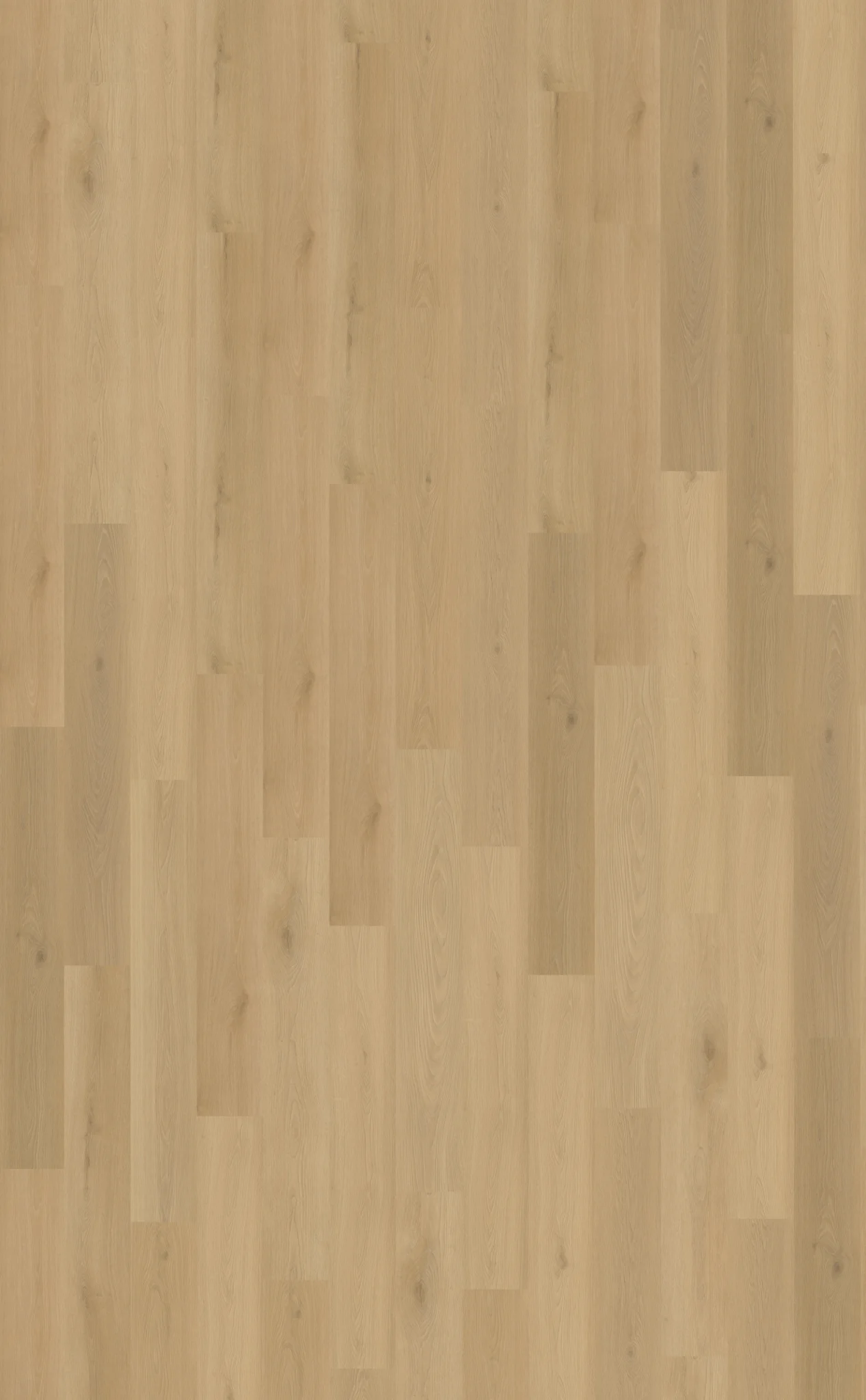 Belakos Borgo 300 | Rigid Click